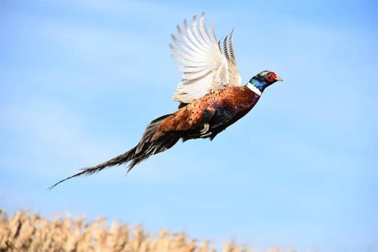 New harvest rules for Hanbury, Gibson lakes